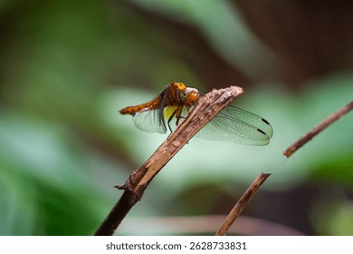 yellow dragonfly resting on a small tree branch - Powered by Shutterstock - Get 15% off with code: PIKWIZARD15
