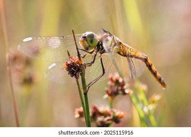 A yellow dragonfly is sitting on a twig in close-up. The dragonfly is hunting. Macro shots of a dragonfly.