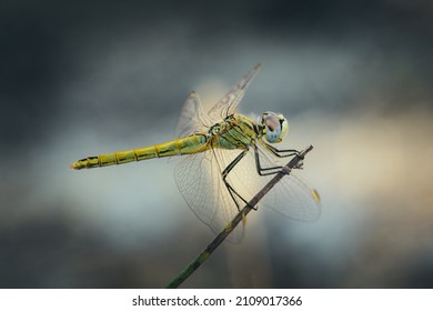Yellow Dragonfly view on branch. (Sympetrum fonscolombii)