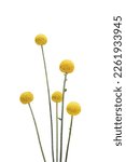 yellow dry billy button flowers