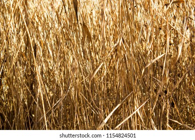 Yellow Dry Grass Background