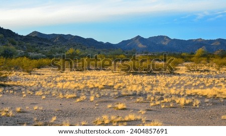 Yellow dry grass in the rays of the setting sun, in the background
giant Carnegiea gigantea cacti in the California desert