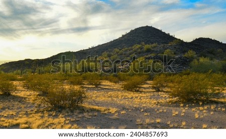 Yellow dry grass in the rays of the setting sun, in the background
giant Carnegiea gigantea cacti in the California desert