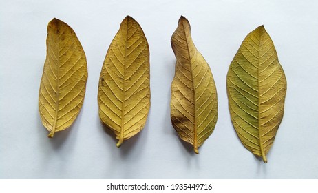 Yellow Dry Guava Leaves Collection