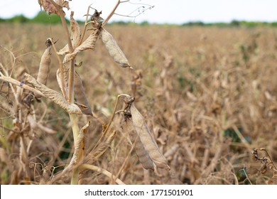 Yellow Dry Mature Pea Field. Ripe Peas Are Ready For Harvest.