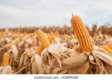 Yellow Dry Ripe Corn On The Field In The Day