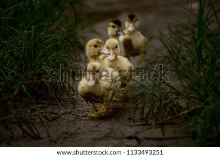 Similar – Image, Stock Photo Mother and Baby Muscovy ducklings Cairina moschata