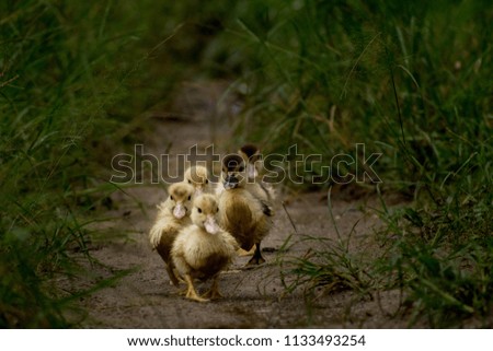 Similar – Image, Stock Photo Mother and Baby Muscovy ducklings Cairina moschata