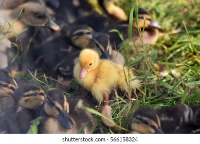 Black Duckling Images Stock Photos Vectors Shutterstock