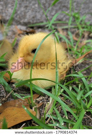 Similar – Image, Stock Photo Baby Muscovy ducklings Cairina moschata