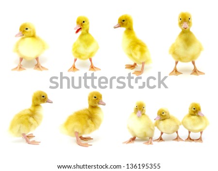 yellow ducks collection on a white background