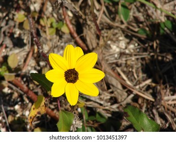 Yellow Dune Sunflower 