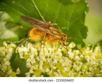 Yellow dung fly closeup macro, Scathophaga stercoraria. Profile.