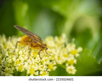 Yellow dung fly closeup, Scathophaga stercoraria.