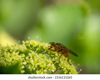 Yellow dung fly closeup, Scathophaga stercoraria.