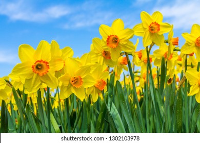yellow dutch daffodil flowers close up low angle of view with blue sky background