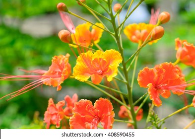 Yellow Dwarf Poinciana ( Caesalpinia Pulcherrima).