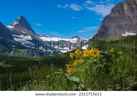 Yellow dwarf sunflower blossoms grow along the Iceberg Lake Trail at Glacier National Park in Montana during a summer morning. 