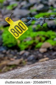A yellow ear tag from a cow hanging on a wire fence with a soft grassy background.
