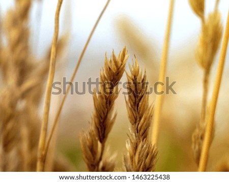 Similar – country love Wheat ear