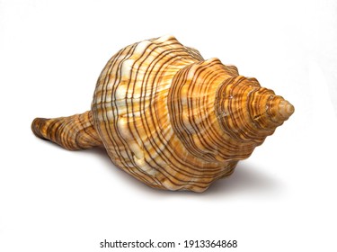 Meeresschnecken Images Stock Photos Vectors Shutterstock