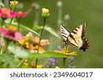 Yellow Easter Tiger Swallowtail Butterfly with colorful zinnias in garden