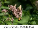 A yellow Eastern Tiger Swallowtail (Papilio glaucus) butterflies perched atop a bouquet of wildflowers