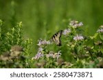 A yellow Eastern Tiger Swallowtail (Papilio glaucus) butterfly perched atop a bouquet of wildflowers