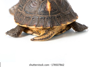 Yellow Edge Box Turtle Isolated On Stock Photo 178507862 | Shutterstock