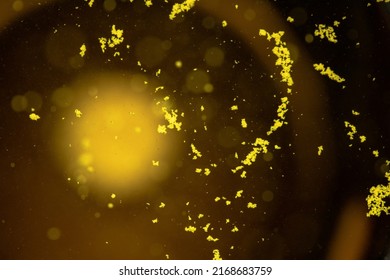 A Yellow Effervescent Tablet Dissolves In A Glass Of Water On A Black Background, A Nutritional Supplement Of Vitamins.Close-up,top View.