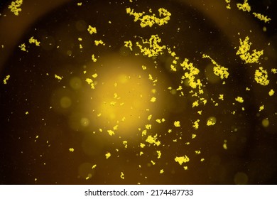 A Yellow Effervescent Tablet Dissolves In A Glass Of Water On A Black Background, A Nutritional Supplement Of Vitamins.Close-up,top View.