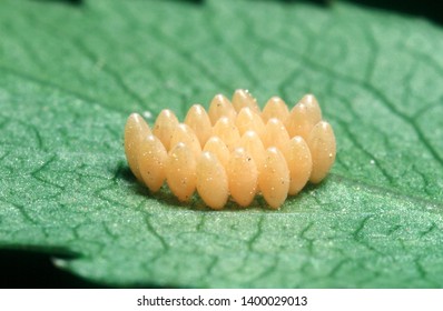 Yellow Egg Of The Ladybug