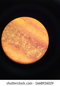 Yellow Elastic Cartilage Magnification 40 X 10