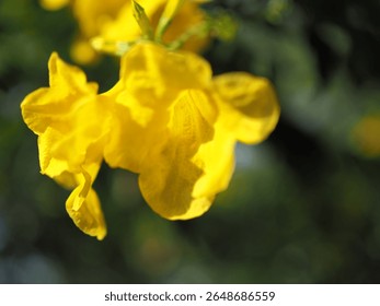 Yellow elder flower (ทองอุไร; Tecoma stans (L.) Juss. ex Kunth), Trumpetbush, Trumpetflower, Yellow trumpet-flower, Yellow trumpetbush in Thailand