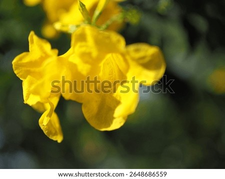 Yellow elder flower (ทองอุไร; Tecoma stans (L.) Juss. ex Kunth), Trumpetbush, Trumpetflower, Yellow trumpet-flower, Yellow trumpetbush in Thailand