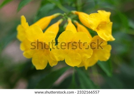 Yellow Elder, Magnoliophyta, Angiospermae ,beautiful