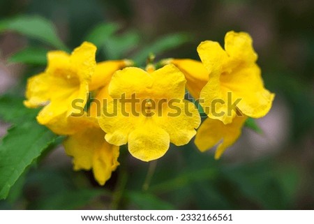 Yellow Elder, Magnoliophyta, Angiospermae ,beautiful