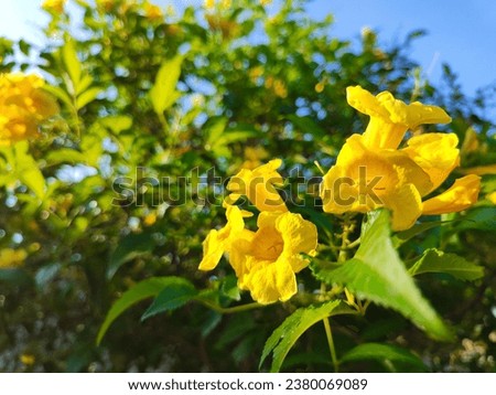 Yellow Elder, Magnoliophyta, Angiospermae with the name trumpet flower in golden yellow color, with a blurred background