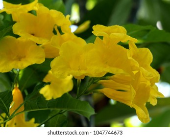 Tecoma Gaudichaudi Yellow Bell Flowers Kathmandu Stock Photo (Edit Now ...