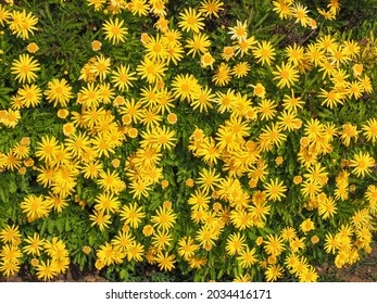 Yellow Euryops Chrysanthemoides Or Golden African Daisy Flowers, Close Up. Argyranthemum Shrub, Marguerite Daisies Or Dill Daisy Bush Is Evergreen, Composite, Flowering Plant In The Asteraceae Family.