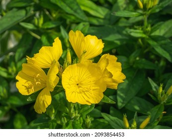 Yellow Evening Primrose Flower In The Garden.