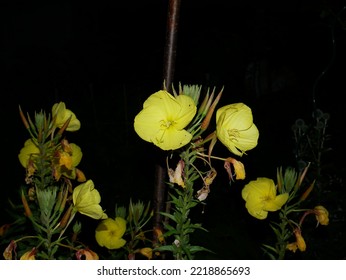 Yellow Evening Primrose Flowers Over Black Background