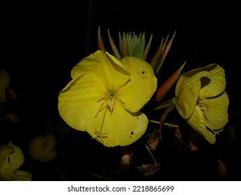 Yellow Evening Primrose Flowers Over Black Background