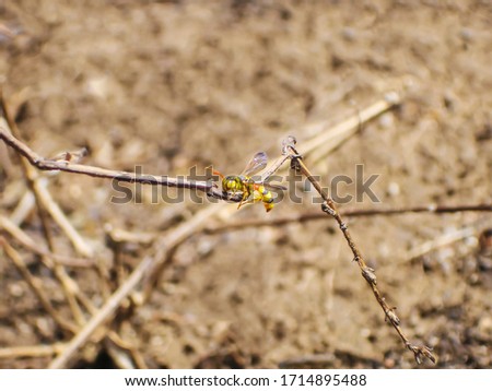                  Yellow Executioner Wasp in Branch              