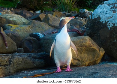 Yellow Eyed Penguin