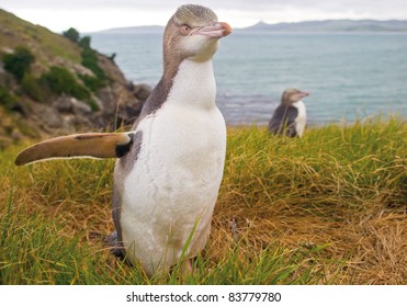 Yellow Eyed Penguin