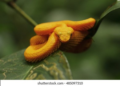 Yellow Eyelash Pit Viper