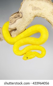 Yellow Eyelash Viper