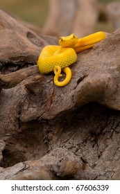 Yellow Eyelash Viper