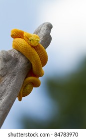 Yellow Eyelash Viper